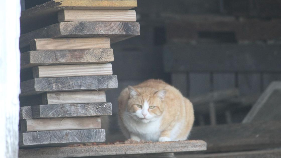 Mad About Cats Lifestyles Dailyprogress Com