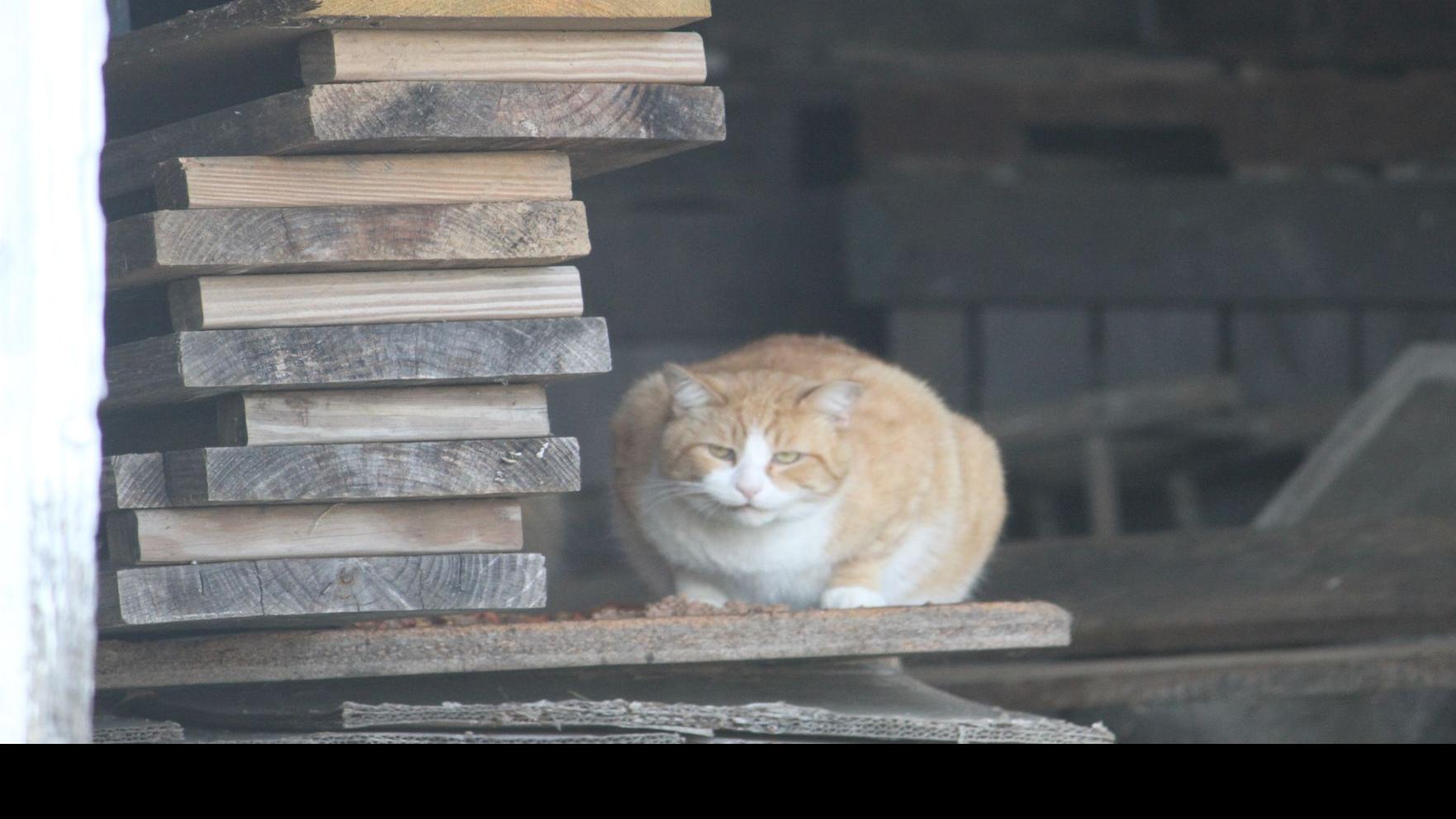 Mad About Cats Lifestyles Dailyprogress Com