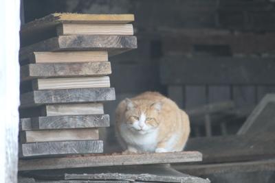 Mad About Cats Lifestyles Dailyprogress Com