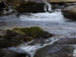 Trout Stocking Underway Archives Dailyprogress Com