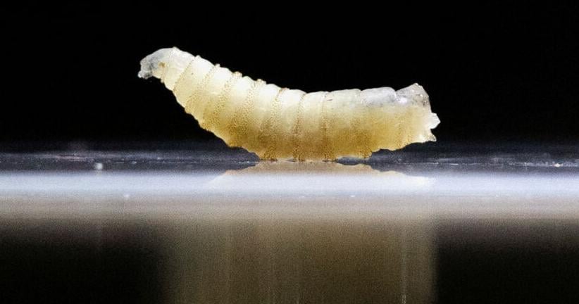 Flesh-eating parasite New World screwworm confirmed in Texas, USDA says Heather Schlitz, Tom Polansek and Cassandra Garrison Reuters Jun 3, 2026 Jun 3, 2026 Updated 19 mins ago