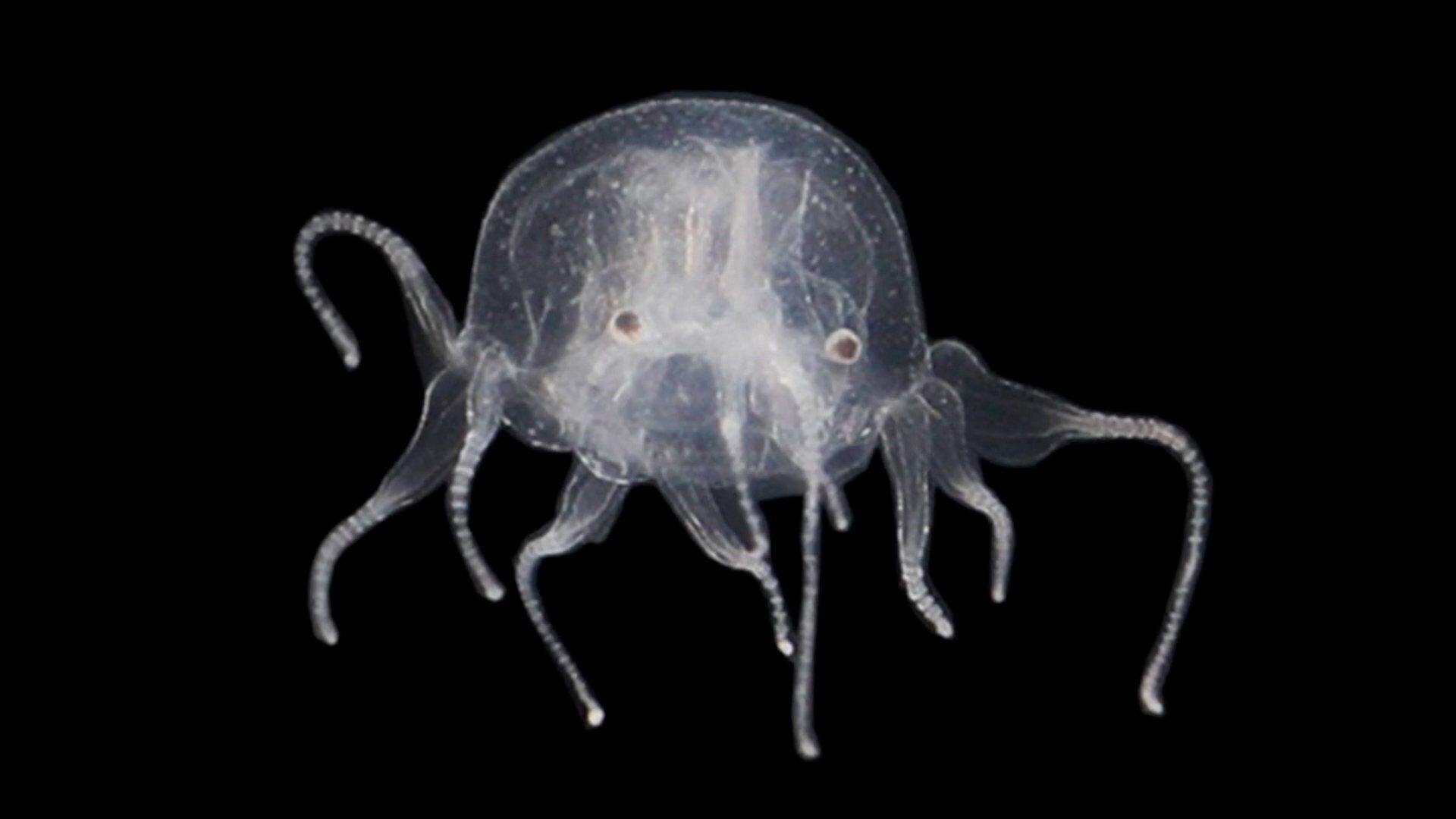 rare black jellyfish