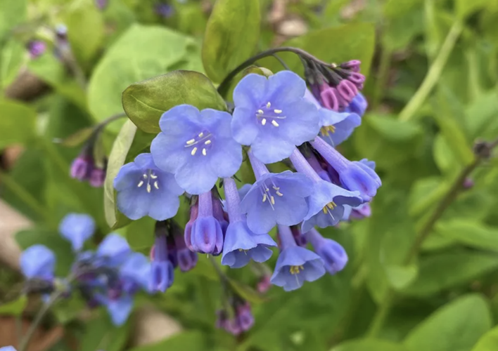 This spring, plant with pollinators in mind | Bridget Curran