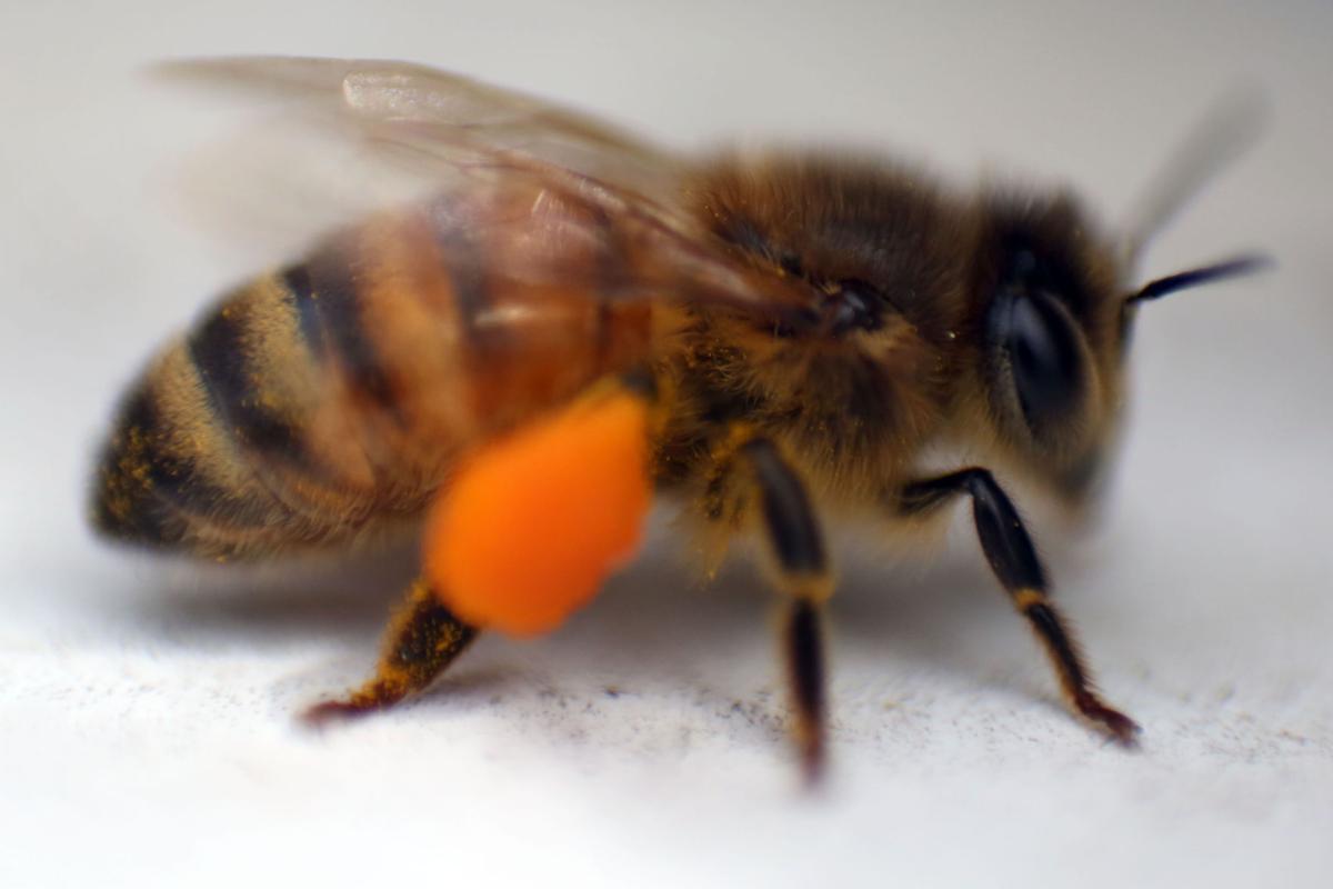 Virginia Tech study aims to help explain honeybee losses News
