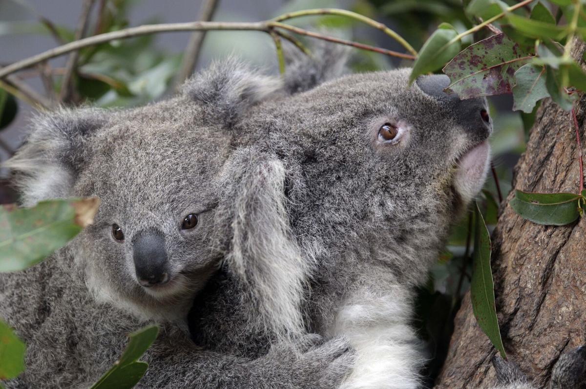 Koalas are dying from chlamydia. A new vaccine effort is trying to save  them