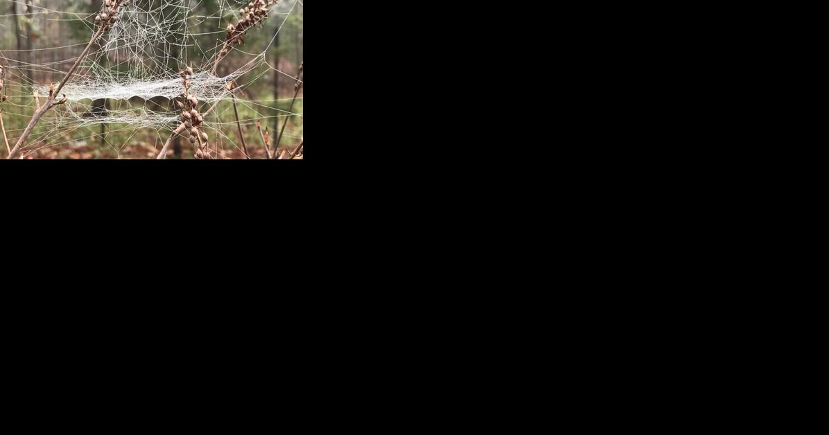 A 'spider-y time': Central Virginia pest control companies report uptick in calls - Vimarsana News