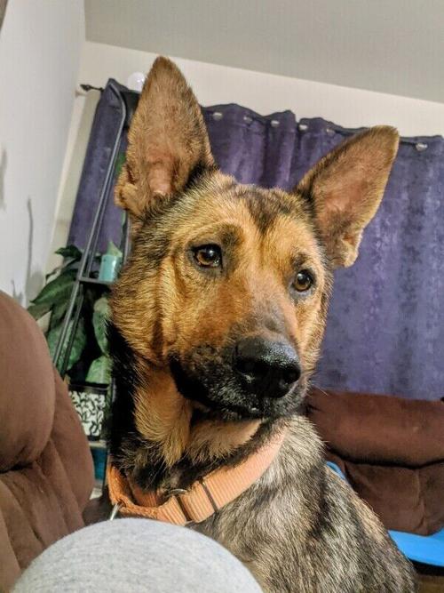 Pia