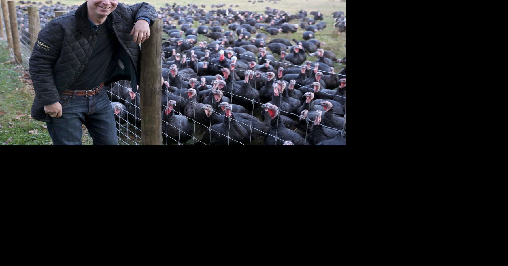 Kelly Bronze turkeys raised in Crozet
