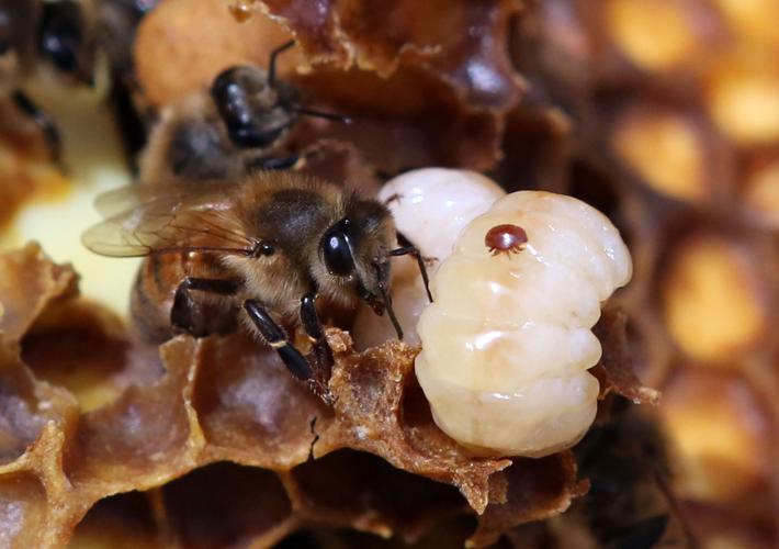 Honey bee health key to wellbeing of important species - Food Blog - ANR  Blogs