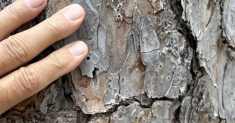 Name this plant: Its needles may be short, but this tree can reach great heights - Vimarsana News
