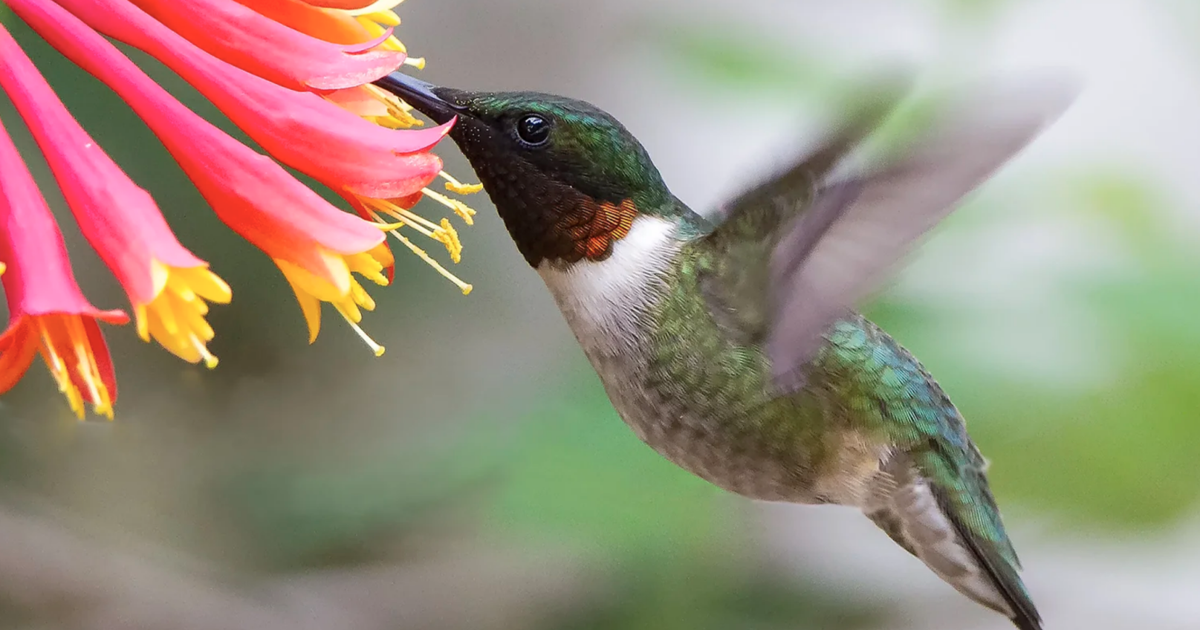 Pollinators Vip This spring, plant with pollinators in mind | Bridget Curran