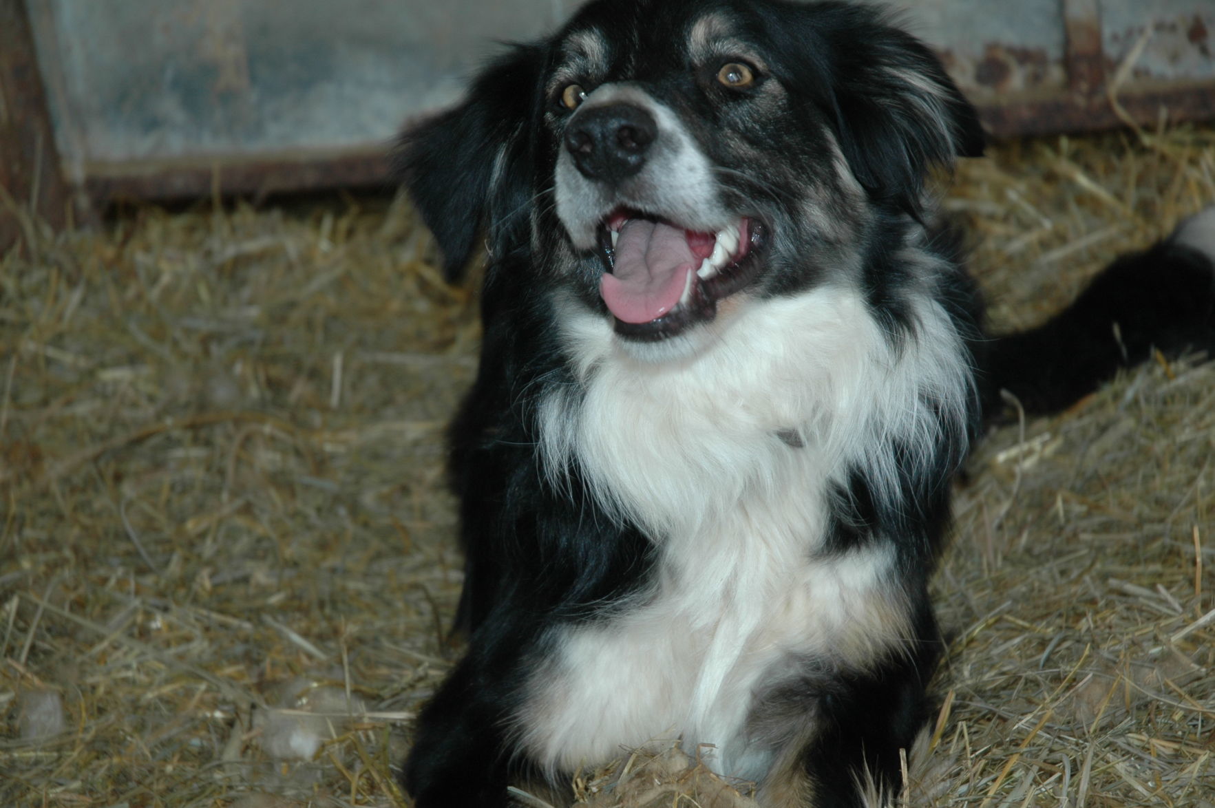retired collies for sale
