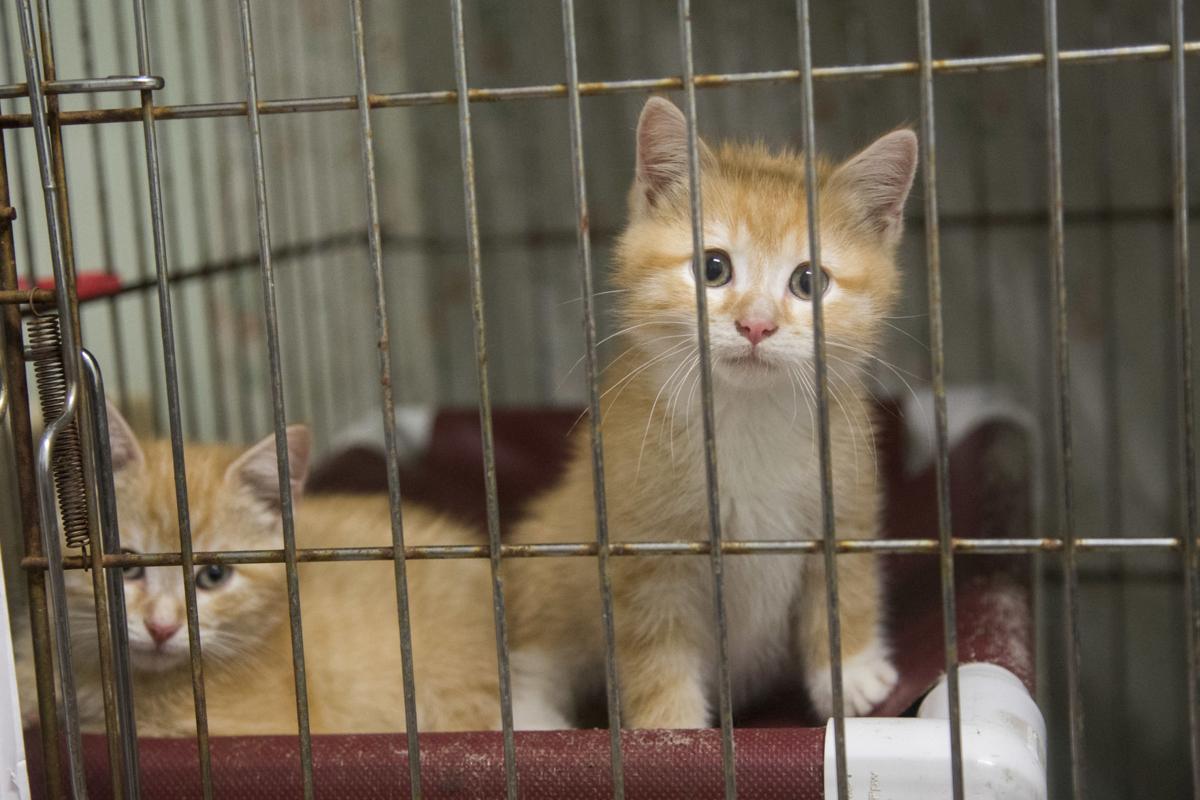 Shelter in crisis mode The News Virginian