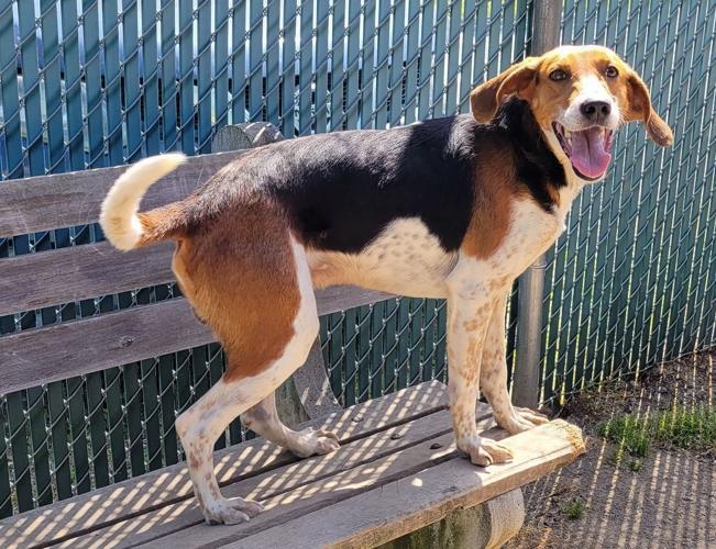 Orange animal shelter looking for foster help