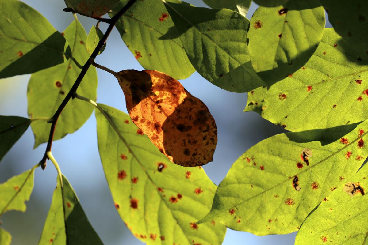 Fall foliage