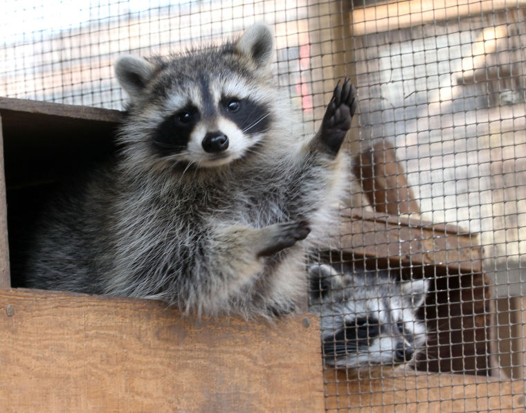 Rockfish Wildlife Sanctuary