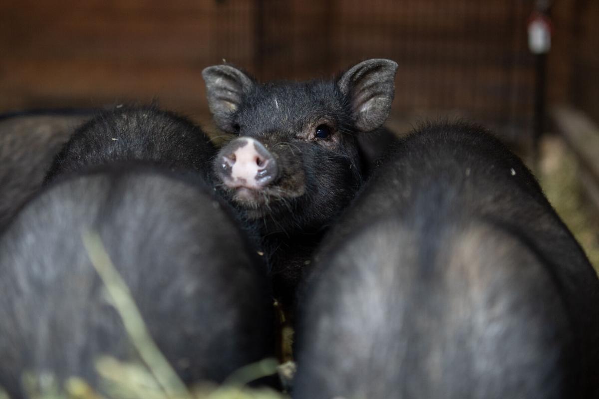 Lost pigs