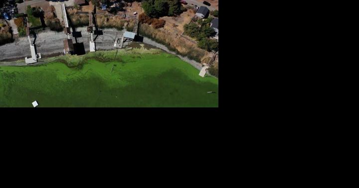Algae bloom at Lake Anna making a stink and raising health concerns - Vimarsana News
