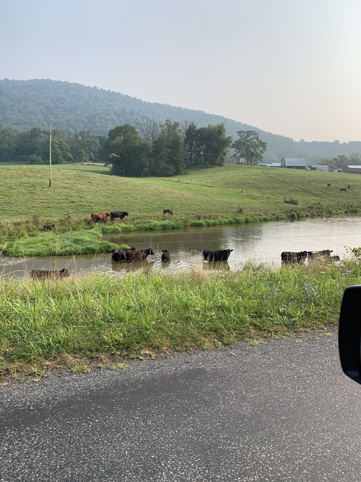 Cows 1