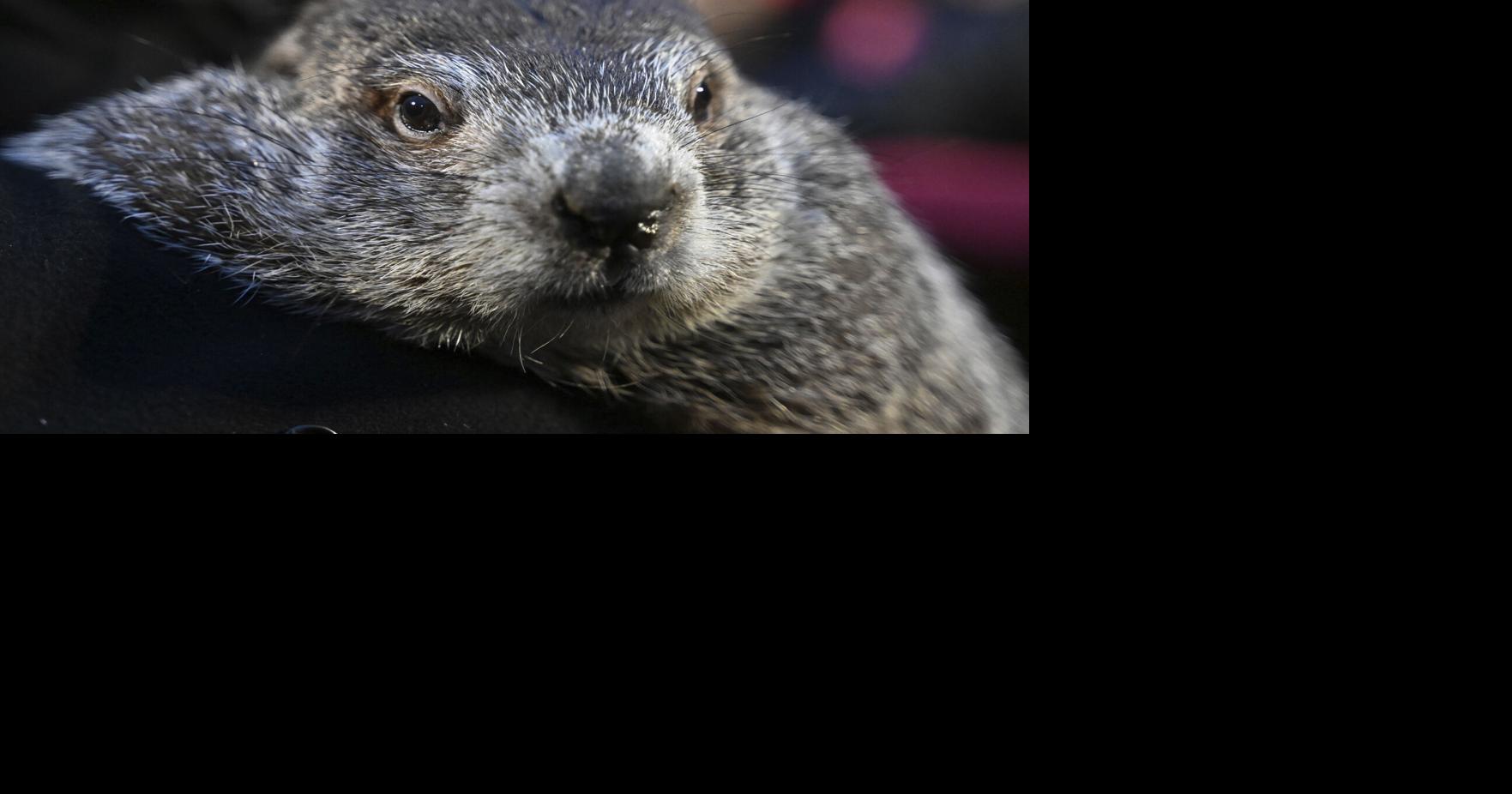 Punxsutawney Phil sees his shadow, handlers say, predicting 6 more weeks ...