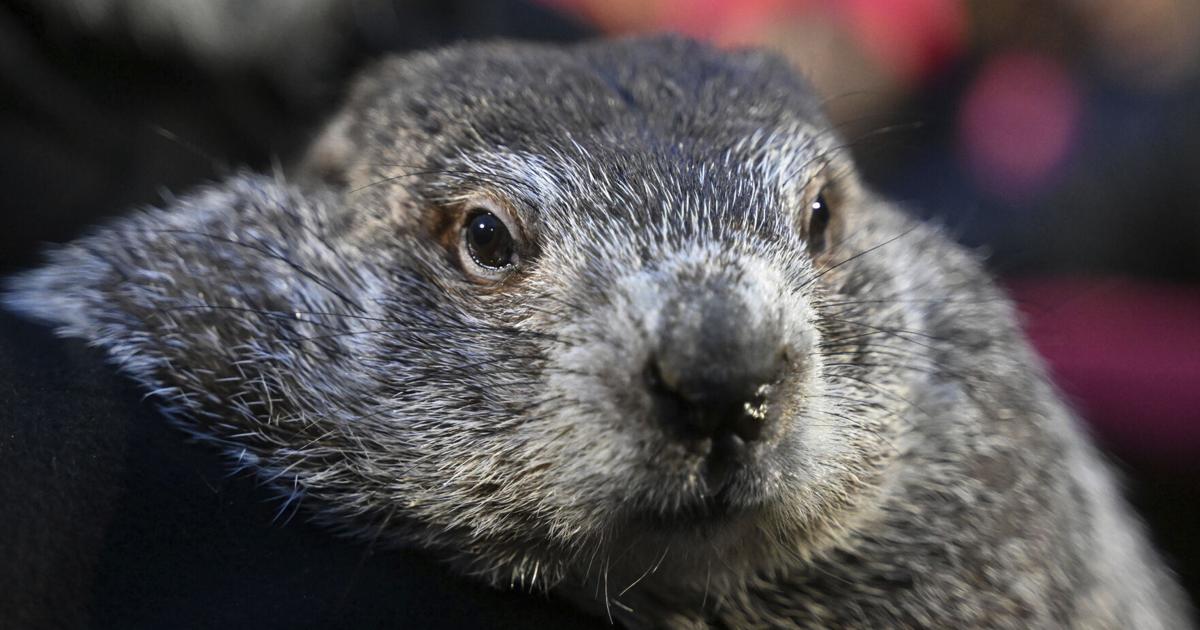 Punxsutawney Phil sees his shadow, handlers say, predicting 6 more weeks ...