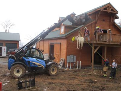 Holly The Horse Rescued From Culpeper Hayloft State