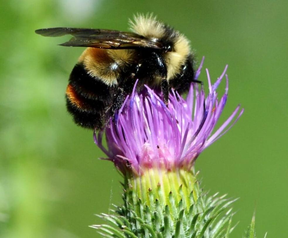 Virginia S Vanishing Bee State Works To Save Rusty Patched Bumble Bee State And Regional News Dailyprogress Com