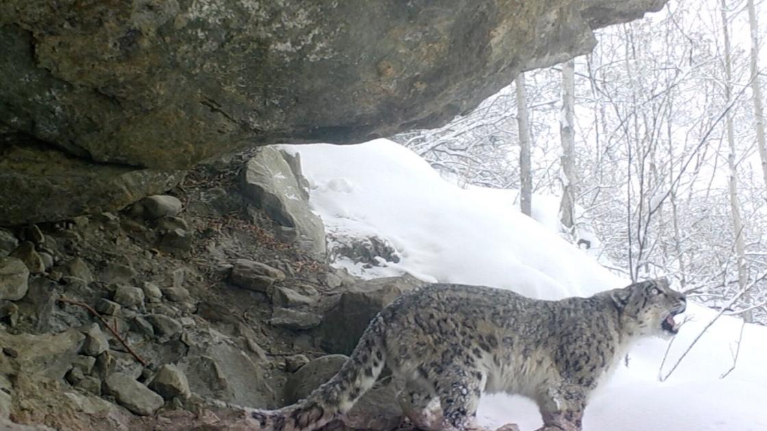 Watch Now: Rare video captures snow leopard's call in the wild | World