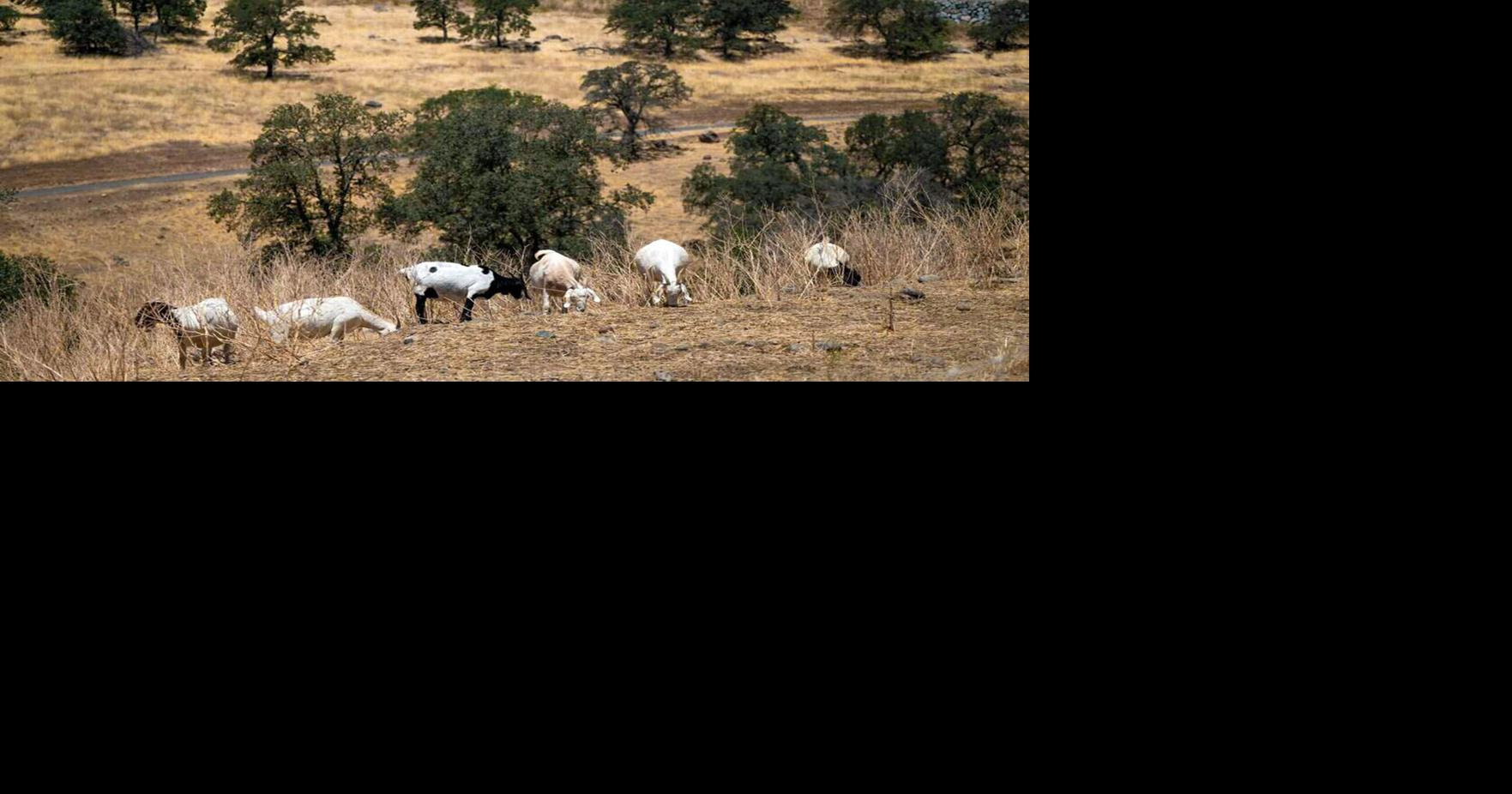 California relies on goats to combat fires. A wage change threatens the industry VELVET WU The Sacramento Bee Aug 8, 2026 25 mins ago