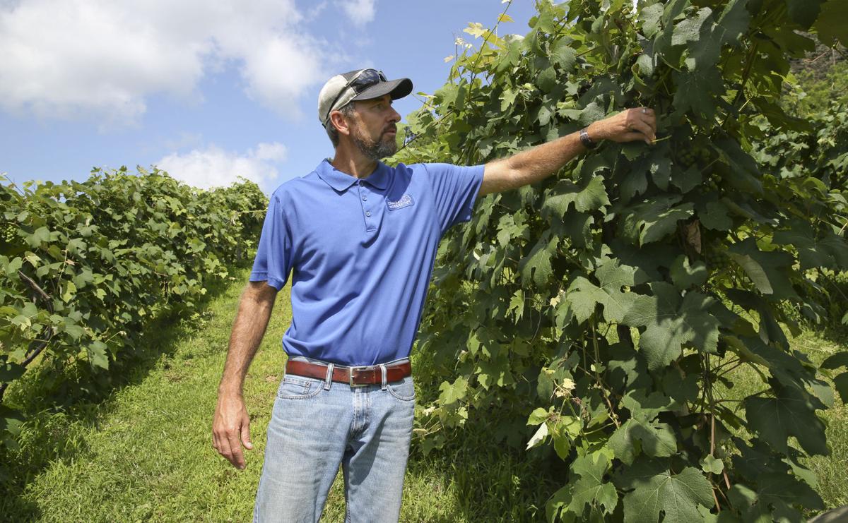 Virginia Wineries Cope With Grape Shortage Business Dailyprogress Com