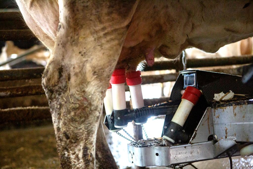 Farmher Robotic Milking Parlor Helps Local Dairy Continue Dailyprogress Com