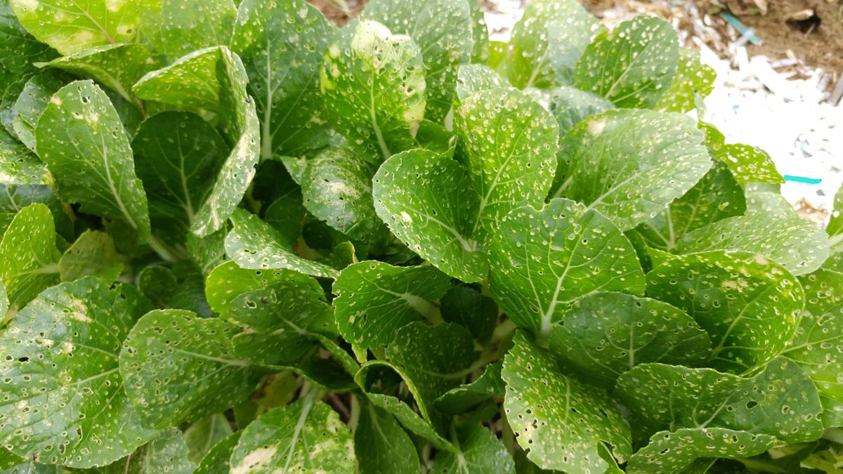 Garden pests: flea beetles