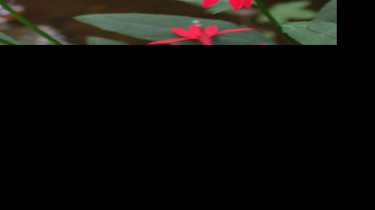 Secret Plant: Showy pink perennial probably pollinated by hummingbirds | Property & Back garden