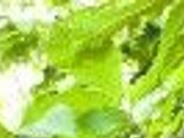 New Life For The Chestnut Latest News Dailyprogress Com