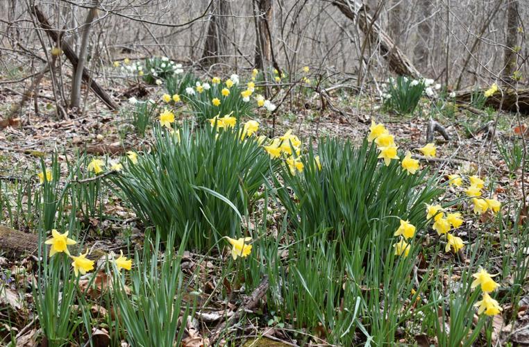 Daffodils 3