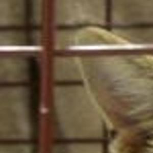 City To Seek Ok For Trap Neuter Return Of Feral Cats News