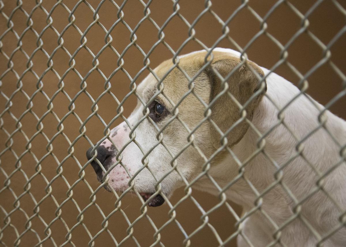 Shelter in crisis mode The News Virginian