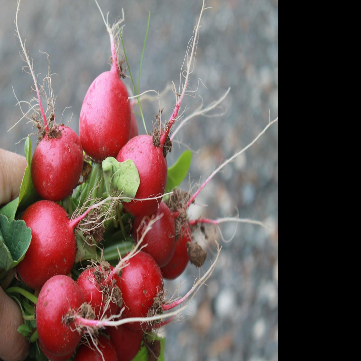 Gardening Lowly Root Vegetables Shine In Snuggly Fall And Winter