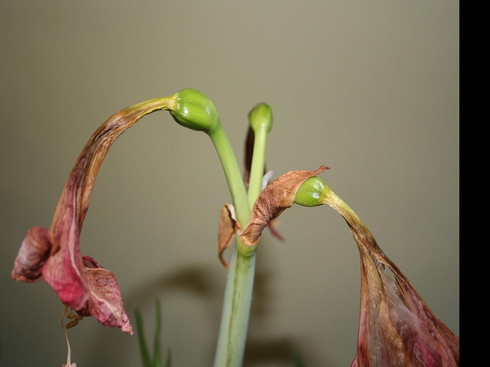 Gardening: A little pampering really pays off in showy amaryllis