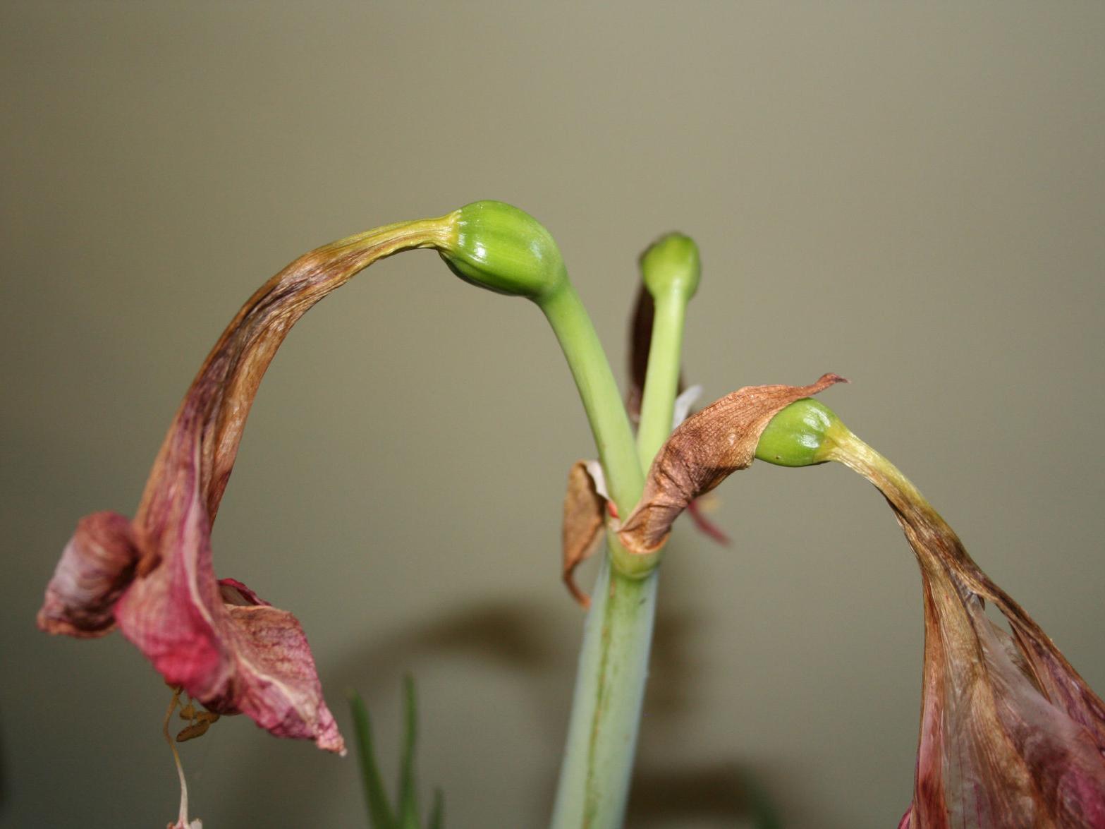 Gardening: A little pampering really pays off in showy amaryllis Gardening: A little pampering really pays off in showy amaryllis