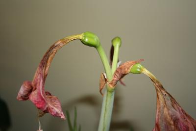 growing amaryllis seeds