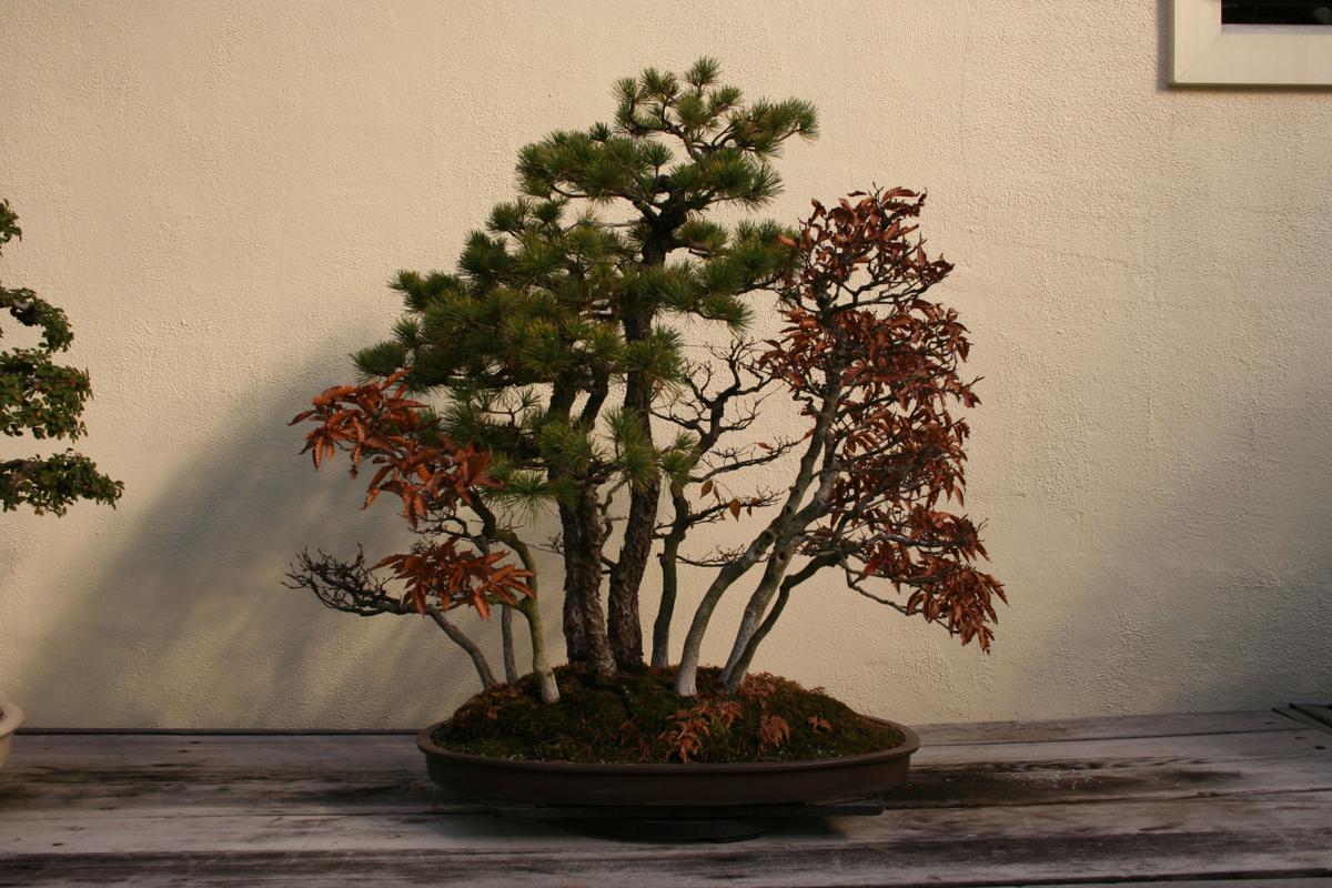 Gardening Growing Bonsai Trees Offers Rewarding Challenges Lifestyles Dailyprogress Com