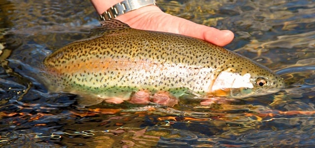 Start the New Year Right – On the Rapidan – Brook Trout Fishing Guide