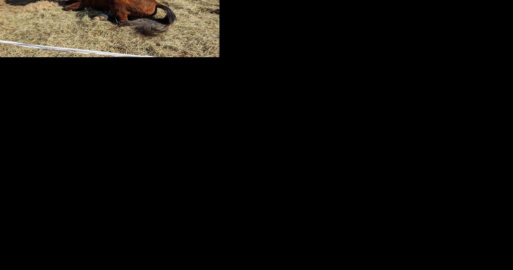 Virginia equestrian judge found guilty of starving horses - Vimarsana News