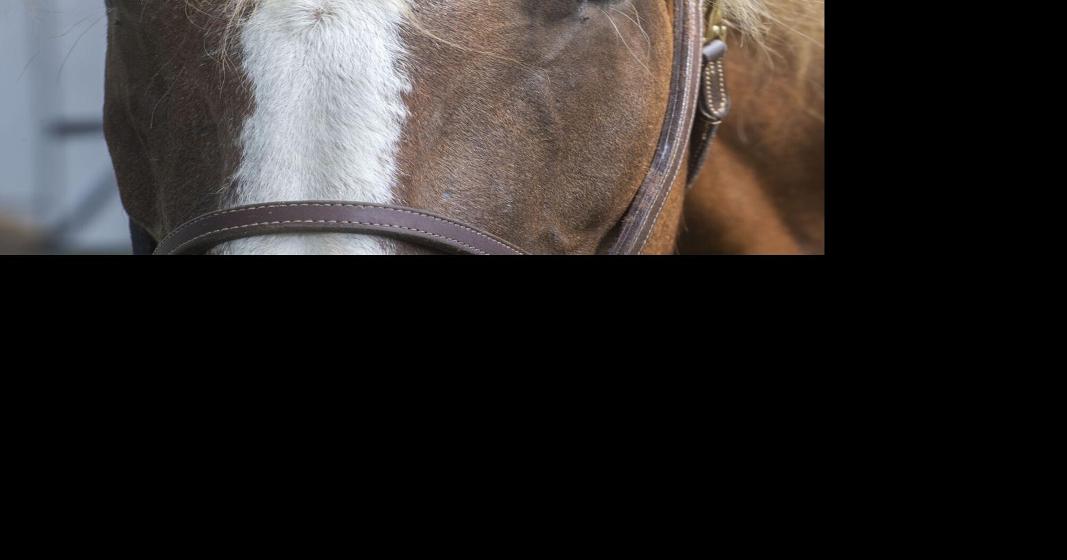 Whoa, Big Mama! Keswick nonprofit rescues hefty horse from slaughterhouse.