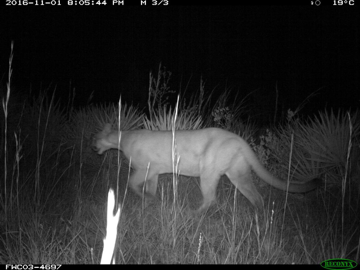 Tennessee cougar sightings pose questions for Virginia State