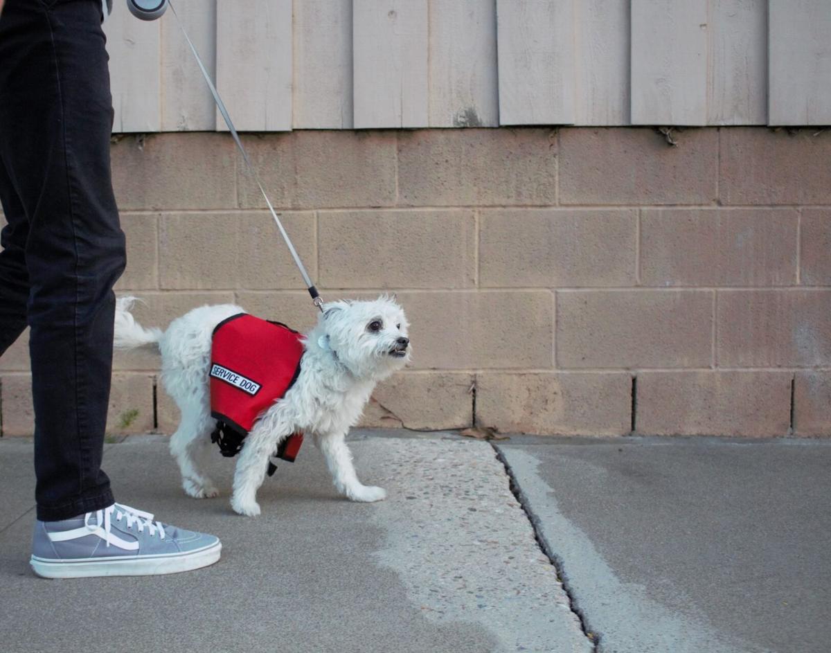 Fake Service Dogs Are A Disservice To Those Who Need One Opinion Dailytitan Com
