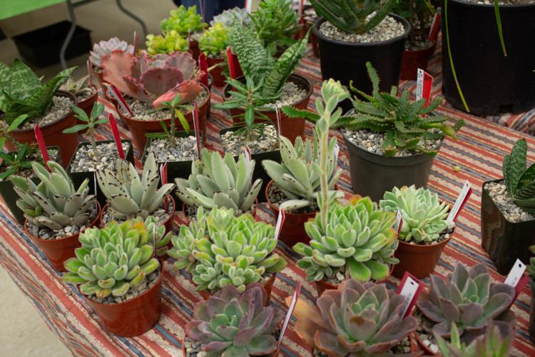 Cacti and Succulents Society unites plant lovers in Orange County |  Lifestyle | dailytitan.com