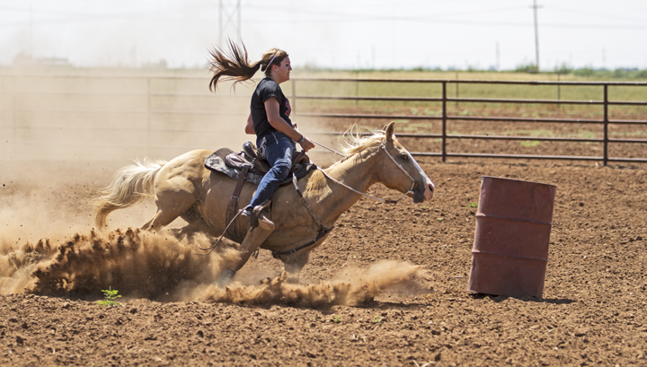 Students' horses