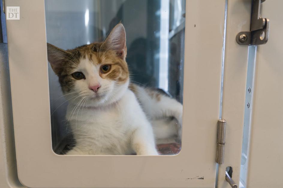 Lubbock Animal Shelter | Gallery | dailytoreador.com